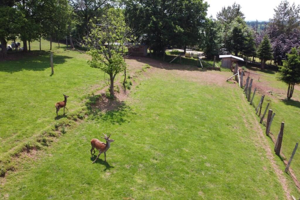 Le Grand Cerf 25 Pers, Malmedy- Chalet Rustique, Jardin 外观 照片